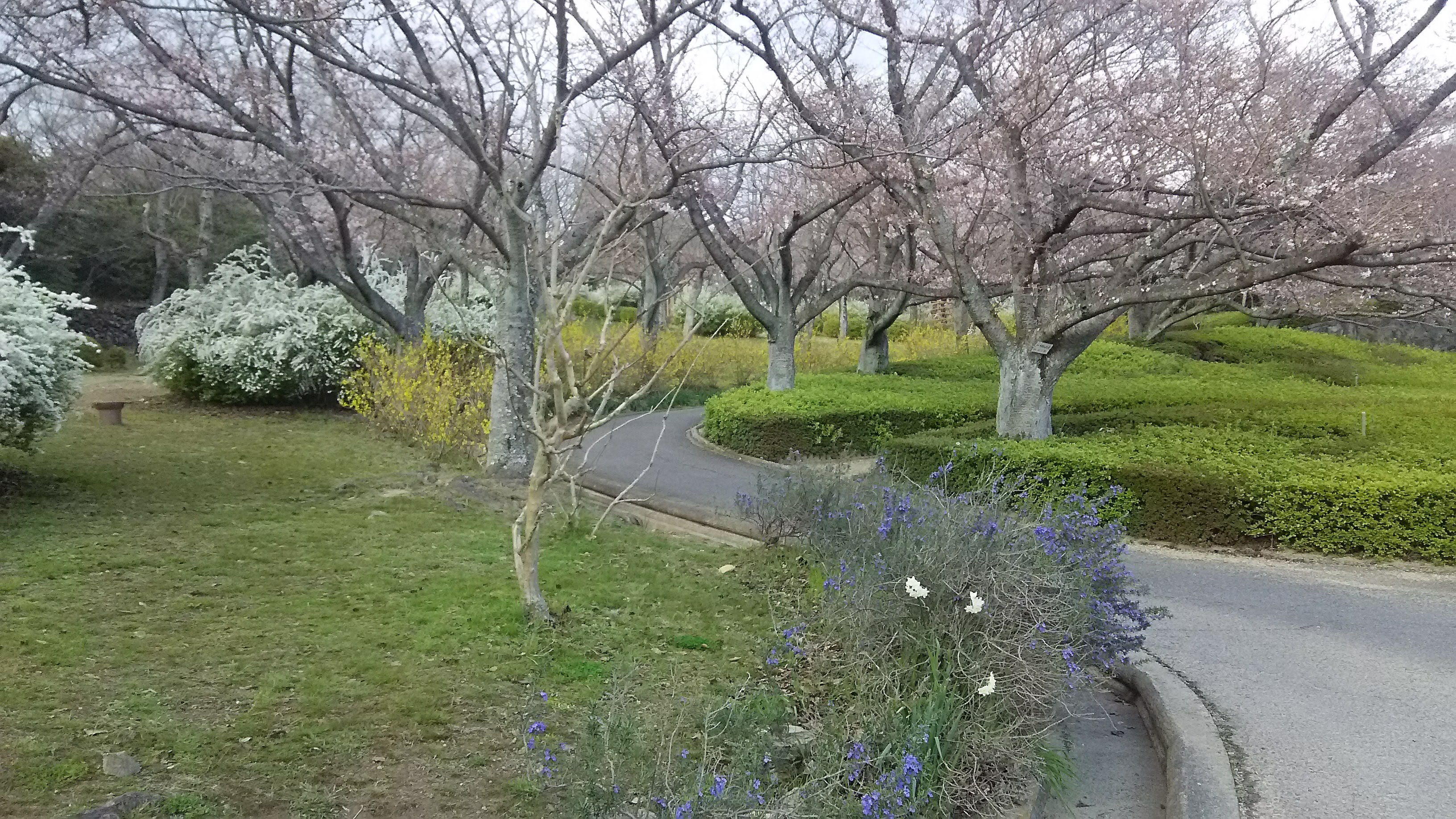 高松市の峰山公園の桜とアスレチック 瀬戸内海の四季 観光ブログ
